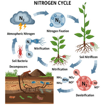 Nitrogen Cycle Educational Science Diagram Vector Template