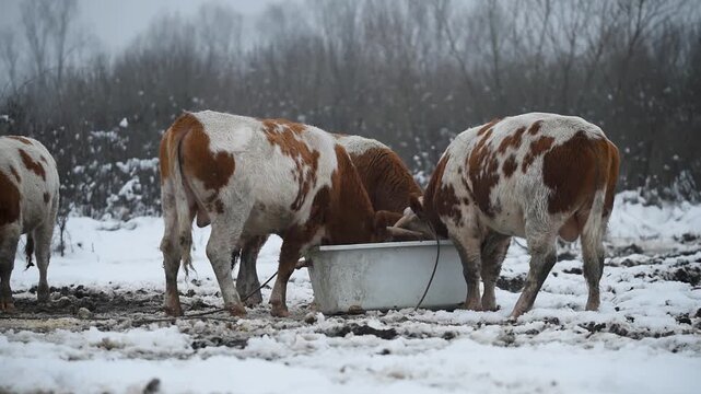 Bulls push each other while eat fodder outdoor on snow, domestic animal herd eat ground floor from old bathtub during winter time, free range farming