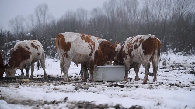 Bulls push each other while eat fodder outdoor on snow, domestic animal herd eat ground floor from old bathtub during winter time, free range farming