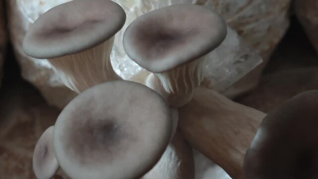 Fresh oyster mushrooms from the farm.