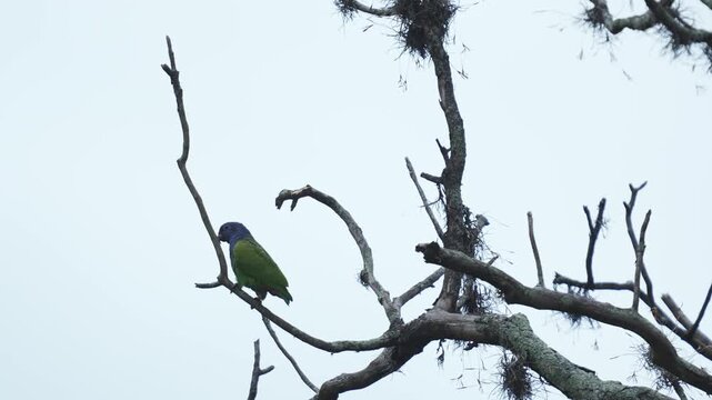 Loro cabeza azul (Pionus menstruus) posado tranquilamente en las ramas de un &aacute;rbol sin hojas durante una fr&iacute;a ma&ntilde;ana en Colombia. Esta colorida ave tropical habita bosques y &aacute;reas arboladas de Am&eacute;rica