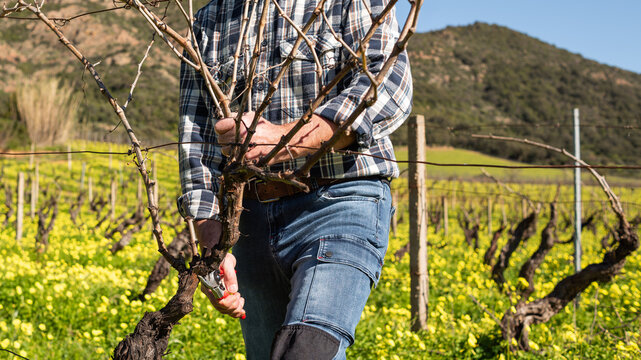 Close-up of the hands of the winemaker pruning the vineyard with professional steel scissors. Traditional agriculture. Winter pruning, Guyot method.