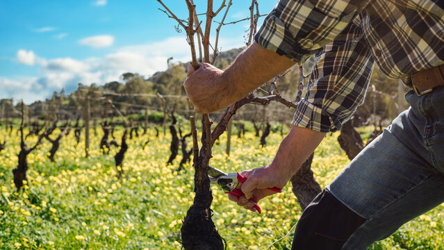 Close-up of the hands of the winemaker pruning the vineyard with professional steel scissors. Traditional agriculture. Winter pruning, Guyot method.