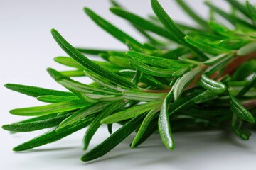 Fototapeta premium Fresh rosemary closeup green herb needles macro bright studio background botanical detail aromatic stems