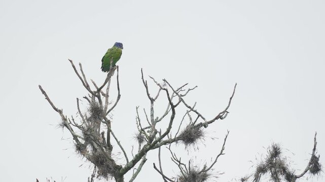 Loro cabeza azul (Pionus menstruus) posado tranquilamente en las ramas de un &aacute;rbol sin hojas durante una fr&iacute;a ma&ntilde;ana en Colombia. Esta colorida ave tropical habita bosques y &aacute;reas arboladas de Am&eacute;rica