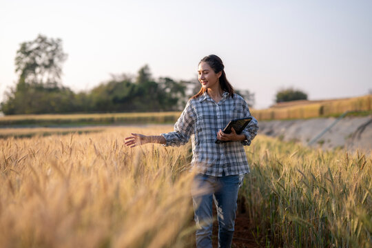 Woman farmer walking analyzing wheat crop with tablet