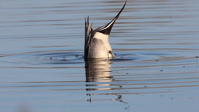 Northern pintail drake (Anas acuta) dabbling and upending in slow motion, Sacramento National Wildlife Refuge, California &mdash; Pacific Flyway waterfowl footage.