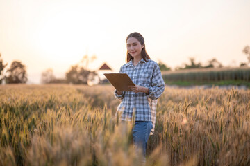 Fototapeta premium Asian female agronomist checking growth in a wheat field