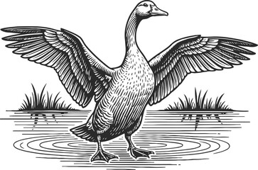 Fototapeta premium Goose standing in water with wings spread, detailed black and white vintage illustration