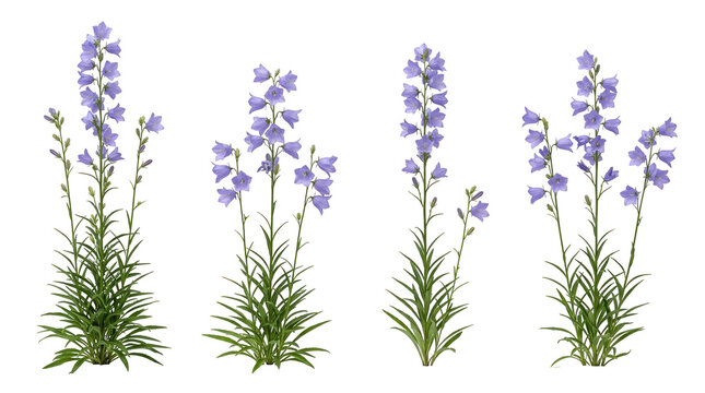 campanula persicifolia, peach-leaved bellflower, bellflower, bluebell, purple flowers, botanical cutout, floral set featuring vibrant violet blossoms and green foliage isolated.