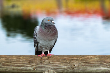 Una paloma sobre un tronco