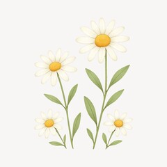 Fototapeta premium Charming daisies with green leaves.