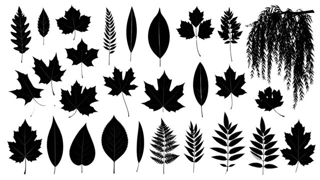 Collection of monochrome black silhouettes of various autumn leaves, including fern, ginkgo, maple, and oak leaves, with weeping willow branch, isolated on a white background