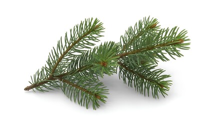 branch of a pine