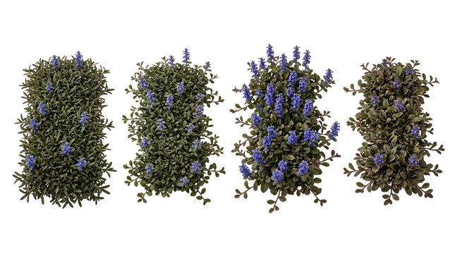 Ajuga reptans, chocolate chip, bugleweed, groundcover, perennial, isolated, black background top-down view of four flowering garden plants with bronze foliage and blue spikes.