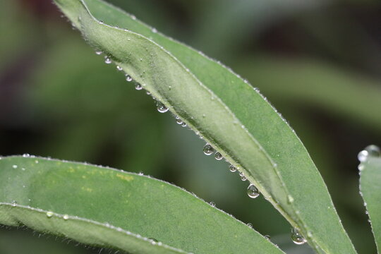 Macro Shot of Glistening Water Dew Drops Clinging to the Edge of a Green Leaf