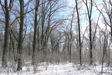 Scenic winter forest landscape with tall trees and sparkling ice. Sun shining through frozen branches covered in glazed frost. Beautiful snow covered ground under clear blue sky.
