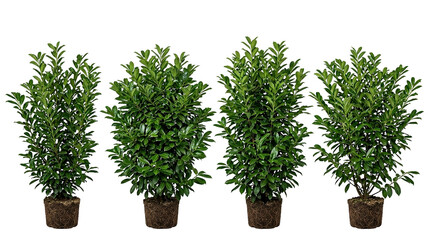 Cherry laurel, Prunus lauroceras, Hedge shrub, Green plant, Root ball, Garden landscaping, Evergreen bush set isolated on black background for nursery gardening and landscape design.