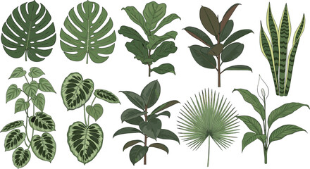 Indoor tropical houseplants vector collection featuring monstera, fiddle leaf fig, rubber plant, snake plant and decorative foliage © MdAbuSayed