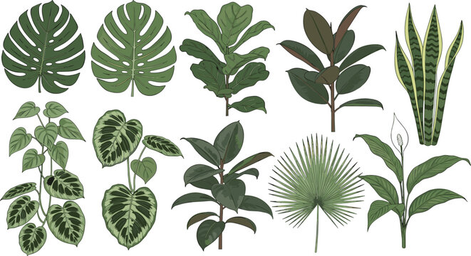 Indoor tropical houseplants vector collection featuring monstera, fiddle leaf fig, rubber plant, snake plant and decorative foliage