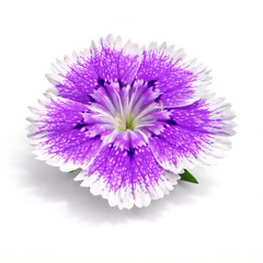 Fototapeta premium Purple Dianthus Flower Isolated on White Background