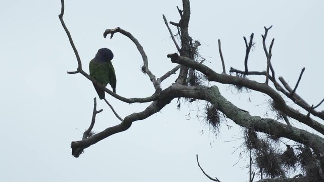Loro cabeza azul (Pionus menstruus) posado tranquilamente en las ramas de un &aacute;rbol sin hojas durante una fr&iacute;a ma&ntilde;ana en Colombia. Esta colorida ave tropical habita bosques y &aacute;reas arboladas de Am&eacute;rica