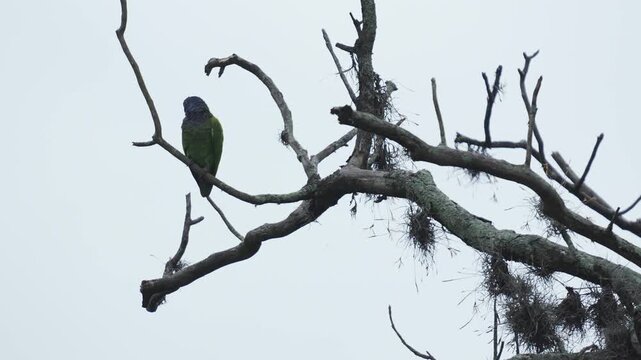 Blue-headed Parrot (Pionus menstruus) calmly perched on the branches of a leafless tree during a cold morning in Colombia. 