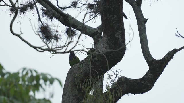 Blue-headed Parrot (Pionus menstruus) calmly perched on the branches of a leafless tree during a cold morning in Colombia. 