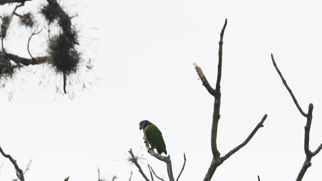 Blue-headed Parrot (Pionus menstruus) calmly perched on the branches of a leafless tree during a cold morning in Colombia. 