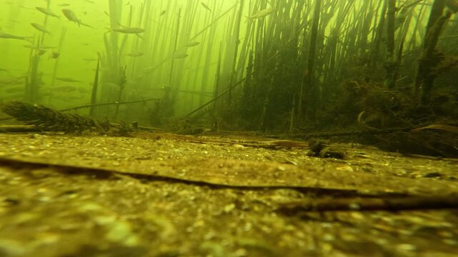 Common rudd and roach fish swimming in a freshwater river under ice. Underwater winter nature landscape. Group of live fish in their natural habitat beneath frozen surface.