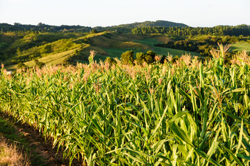 Landscape of a vast corn plantation.