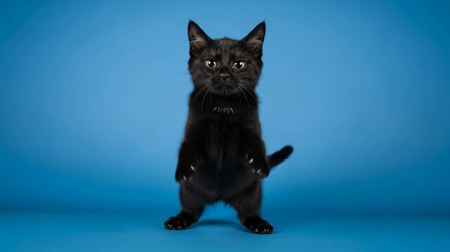 Cute black kitten with paws raised up, looking surprised and playful on a blue background