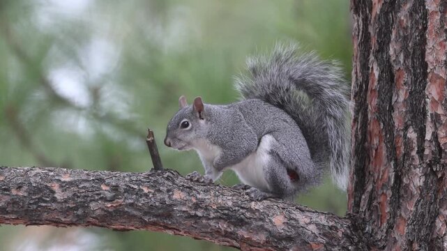 Western gray squirrel (Sciurus griseus) perched on pine branch in Janesville, California &mdash; panting and vocalizing behavior documented, visible wound on hind leg.