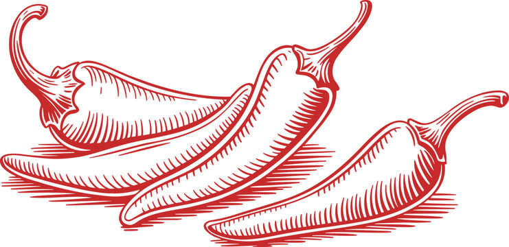 Red chili pepper botanical vector illustration featuring a detailed engraving style of spicy hot peppers isolated on a white background.