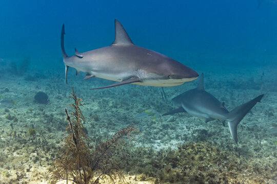 Caribbean reef sharks swimming over coral reef in clear tropical ocean