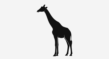 Black silhouette of a giraffe standing. © MUHRODIN