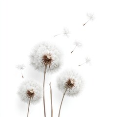 Obraz premium Close-up of dandelions, some dispersing seeds, on a stark white background