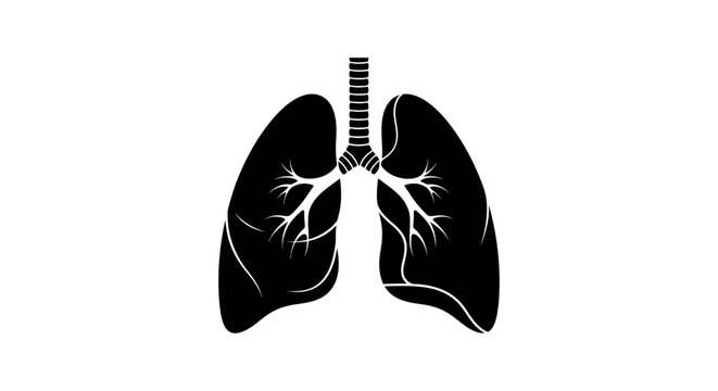 Human lungs with trachea and bronchi.