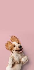 Brittany spaniel dog lying on back with playful happy expression on pink background, ideal for pet...