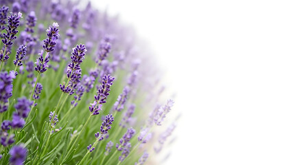 Obraz premium A blurred view of a purple flower bush in a green grassy field with white background