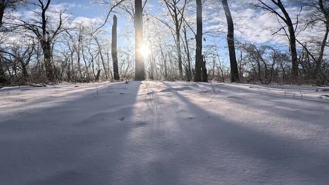 Camera moving through frozen branches in a winter forest. Sun shining through ice covered trees. Scenic winter landscape after freezing rain. Sunny cold day in a frosted woodland.