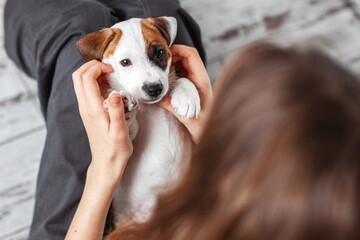 Woman Playing with cute Puppy Dog at home © Tatyana Gladskih