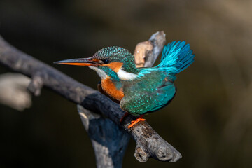 Kingfisher.
