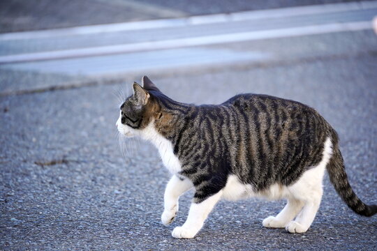 アスファルトの上を歩くキジ白の猫で片足を上げて前進する瞬間を真横から撮影した野良猫の日常の風景