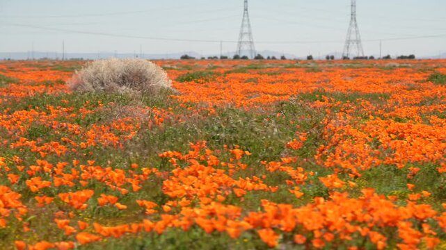Orange Horizon: Poppies Covering the Mojave Desert
