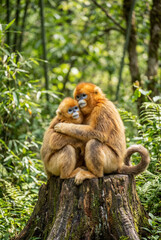 Obraz premium Adorable monkeys snuggle on tree stump in forest