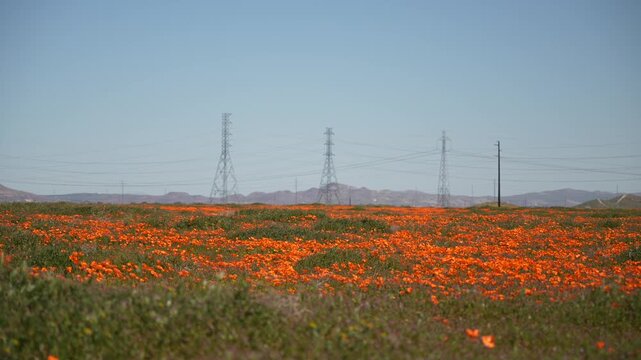 Wild Desert Spring: A Sea of Mojave Poppies