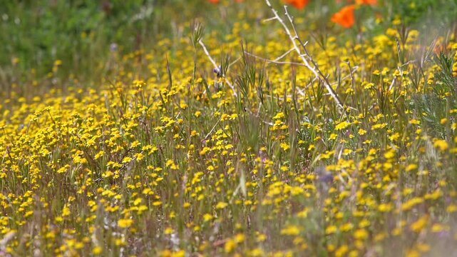 Golden Bloom: Gliding Across a Mojave Poppy Field