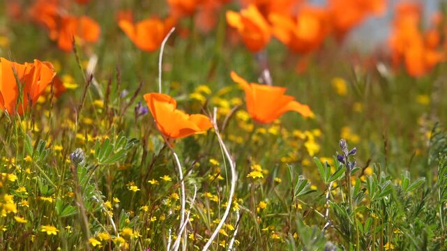 Petals in Motion: Mojave Poppies in the Wind
