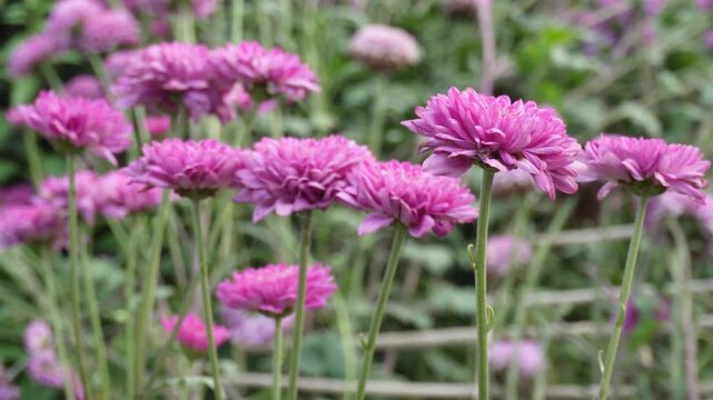 Chrysanthemum flowers, known as Guldavari plants in India